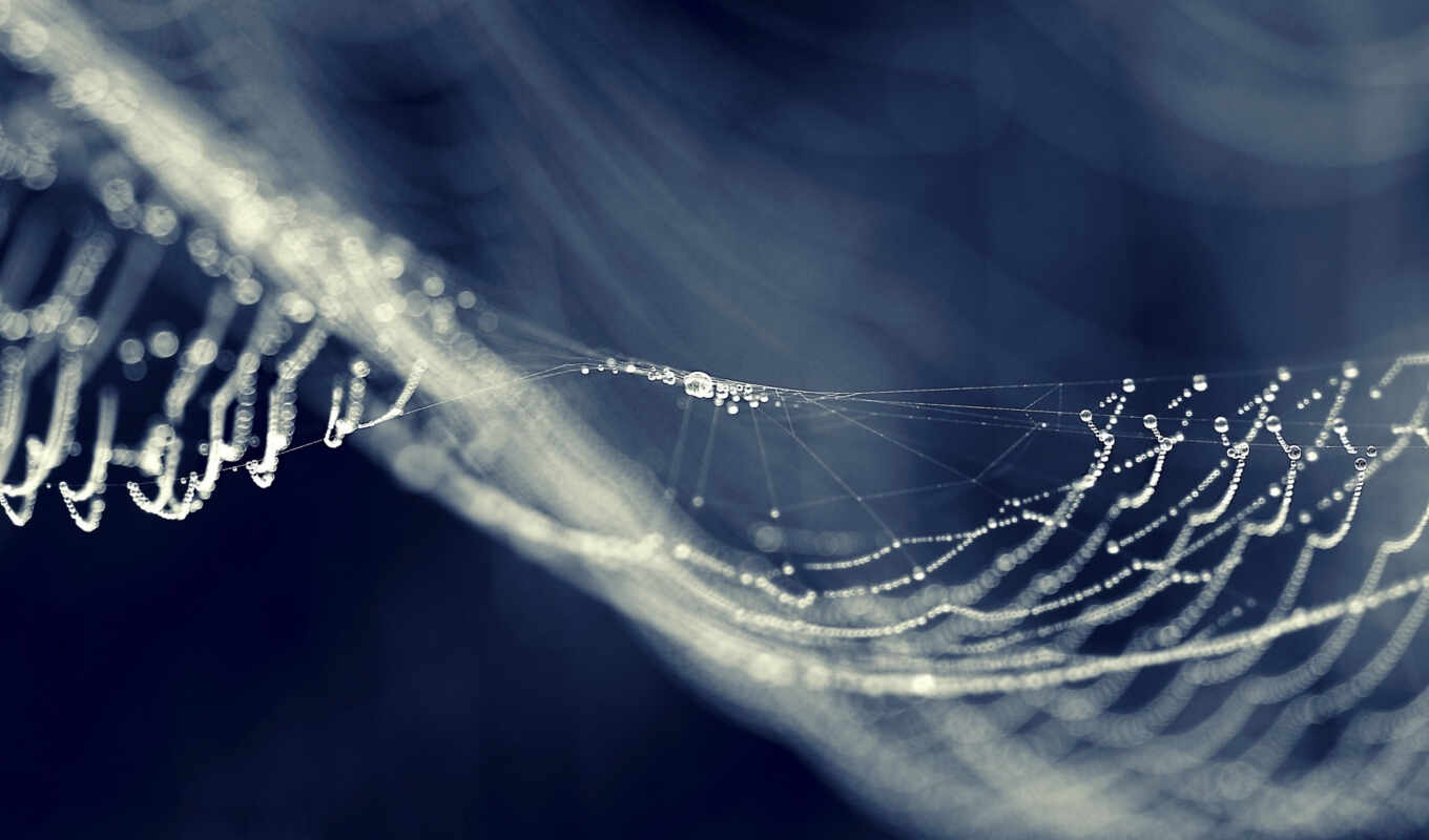 drop, web, spiderweb, water, паук, роса, makryi