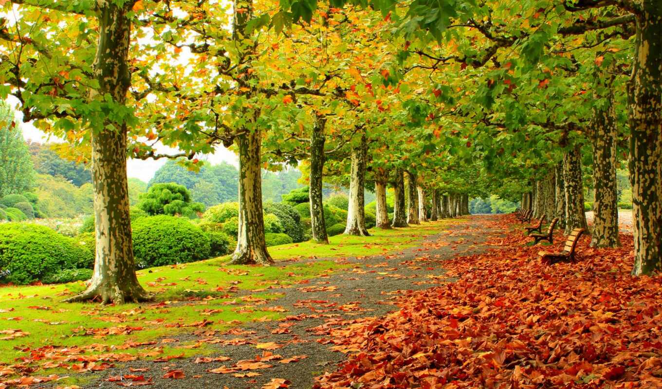 природа, дерево, осень, красивый
