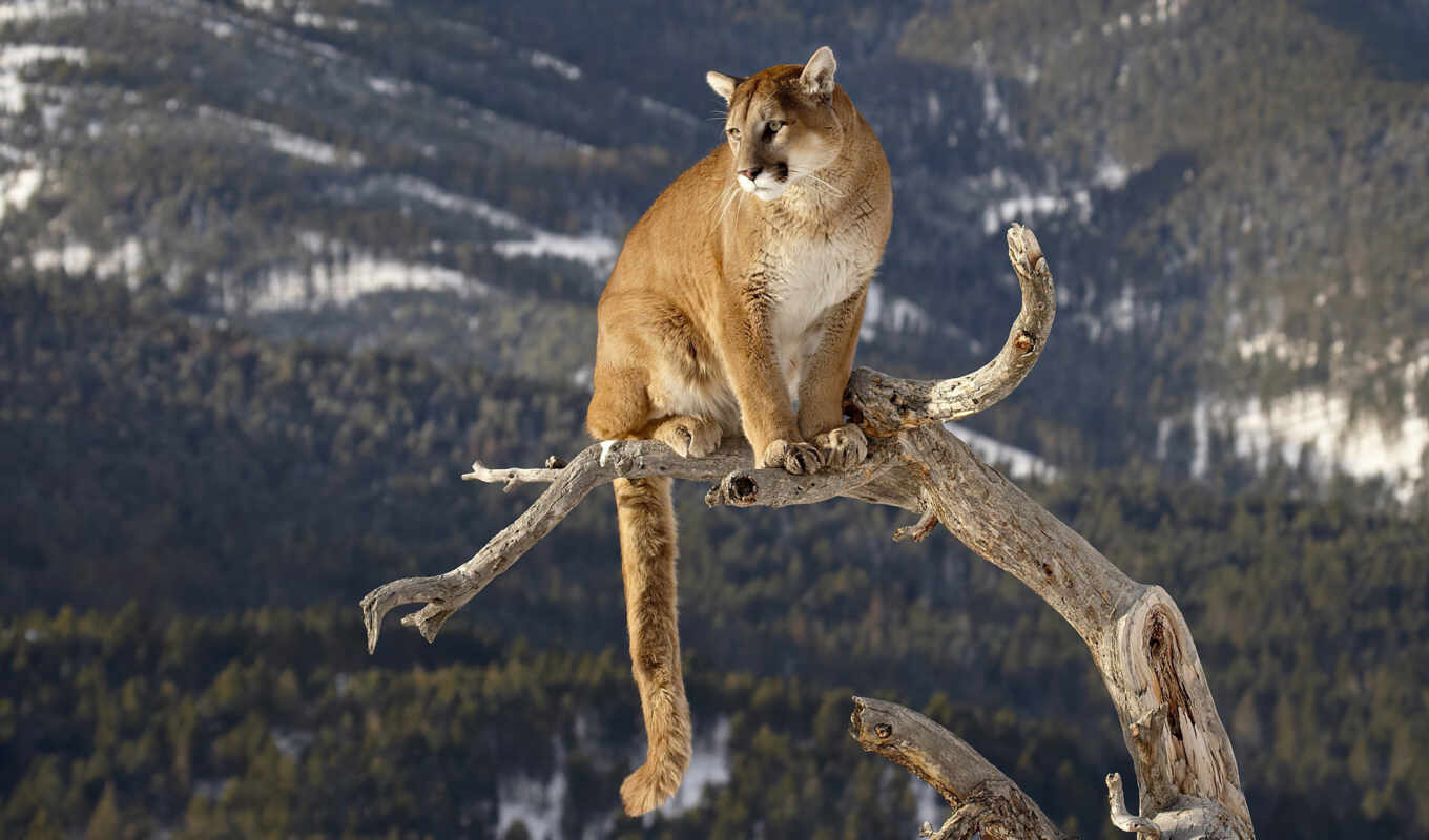 mountain, cat, interesting, animal, fact, puma, cougar