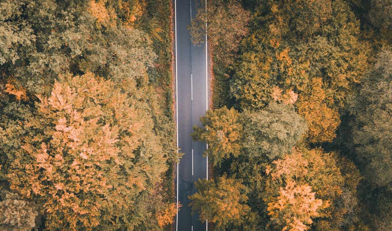 mobile, movie, forest, road, mix, expensive, smartphone, fore, quercus, broadleaf