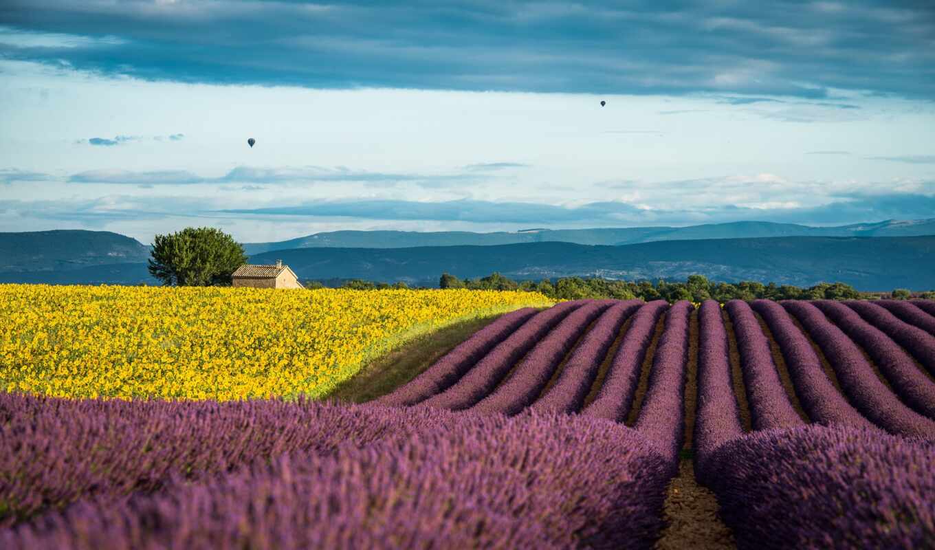 summer, поле, подсолнух, weed, lavender, июль, прованс, francii