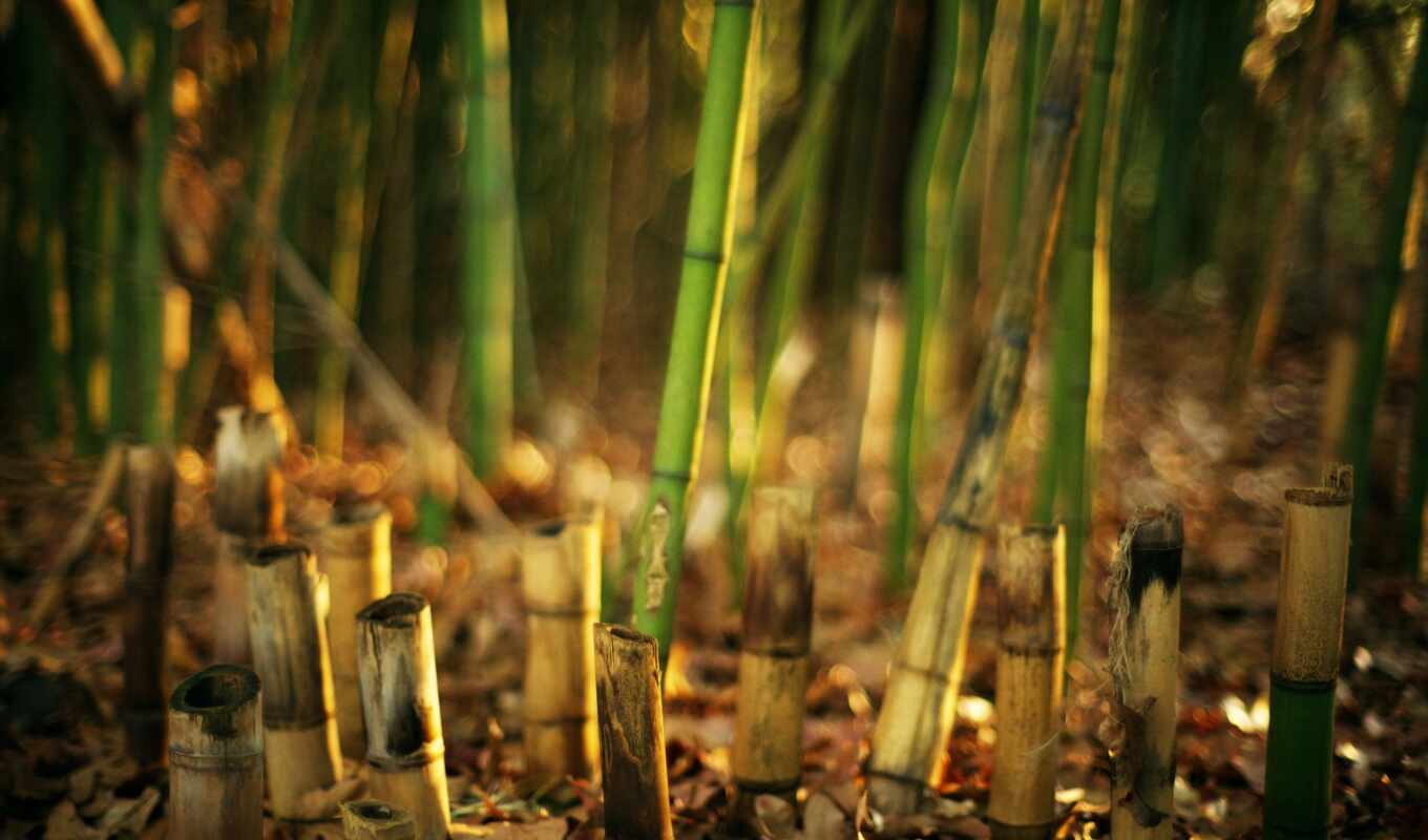 ipad, earth, plant, bamboo, dry, free, cannabis, stalk