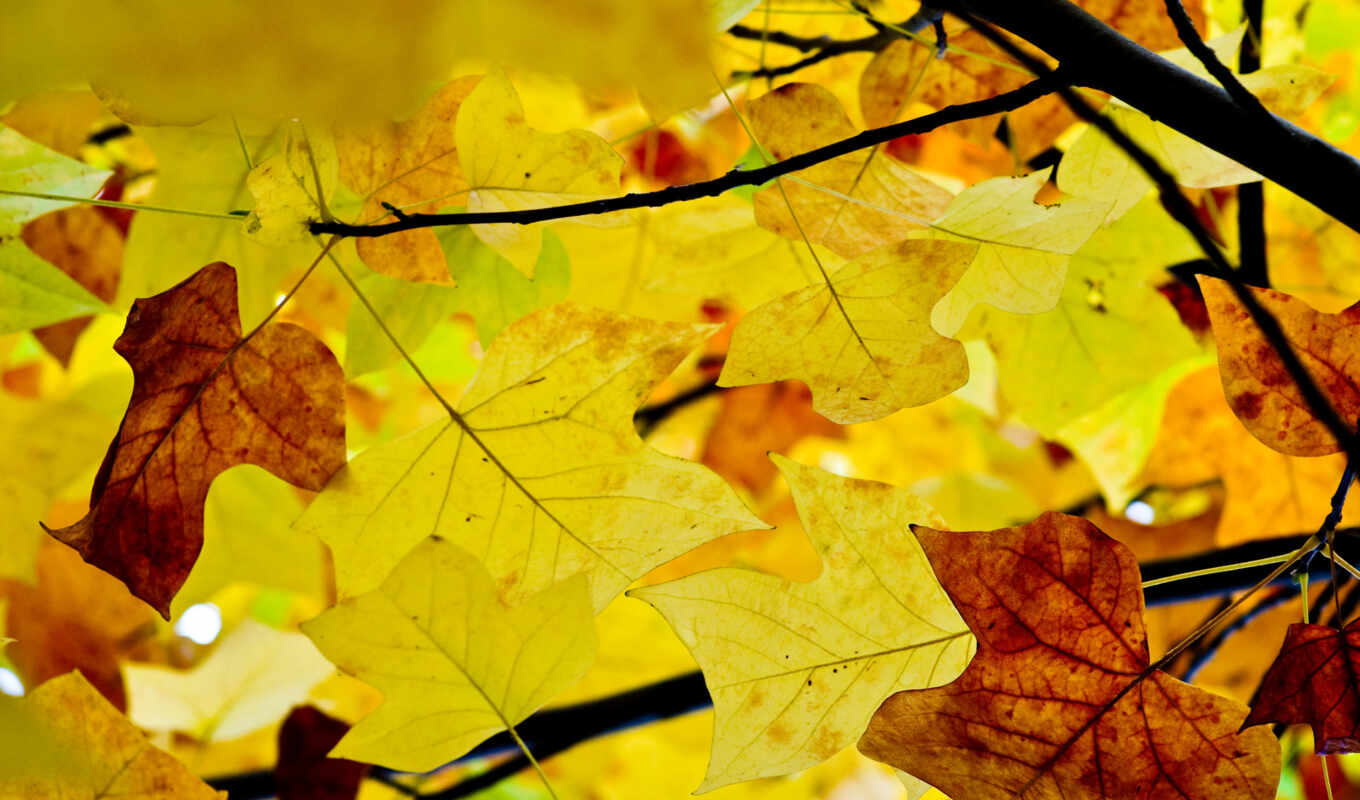 sheet, autumn, maple, yellow, complain, klnyi