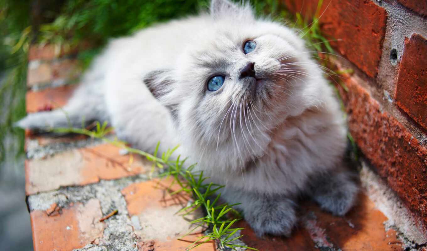 blue, котенок, пушистый