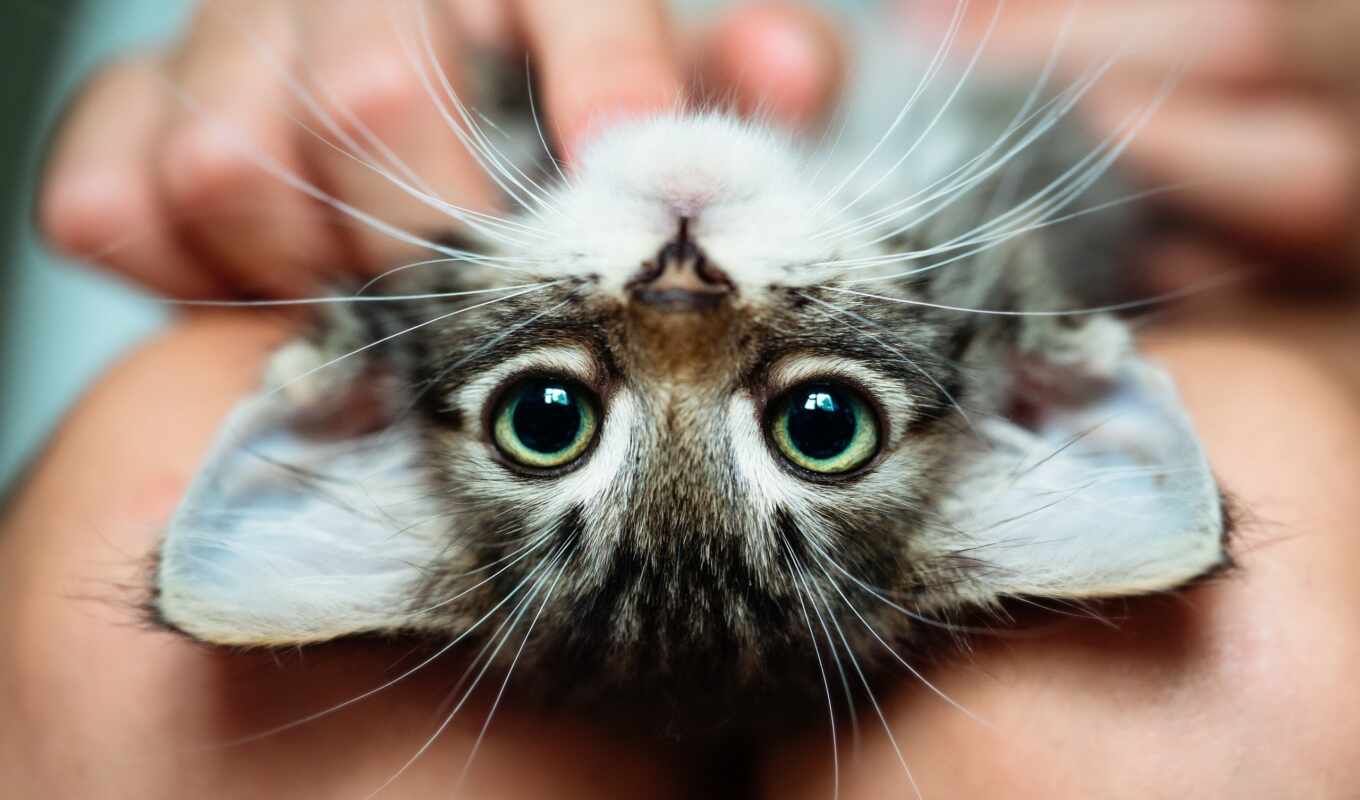 cat, kitty, how, care, vet