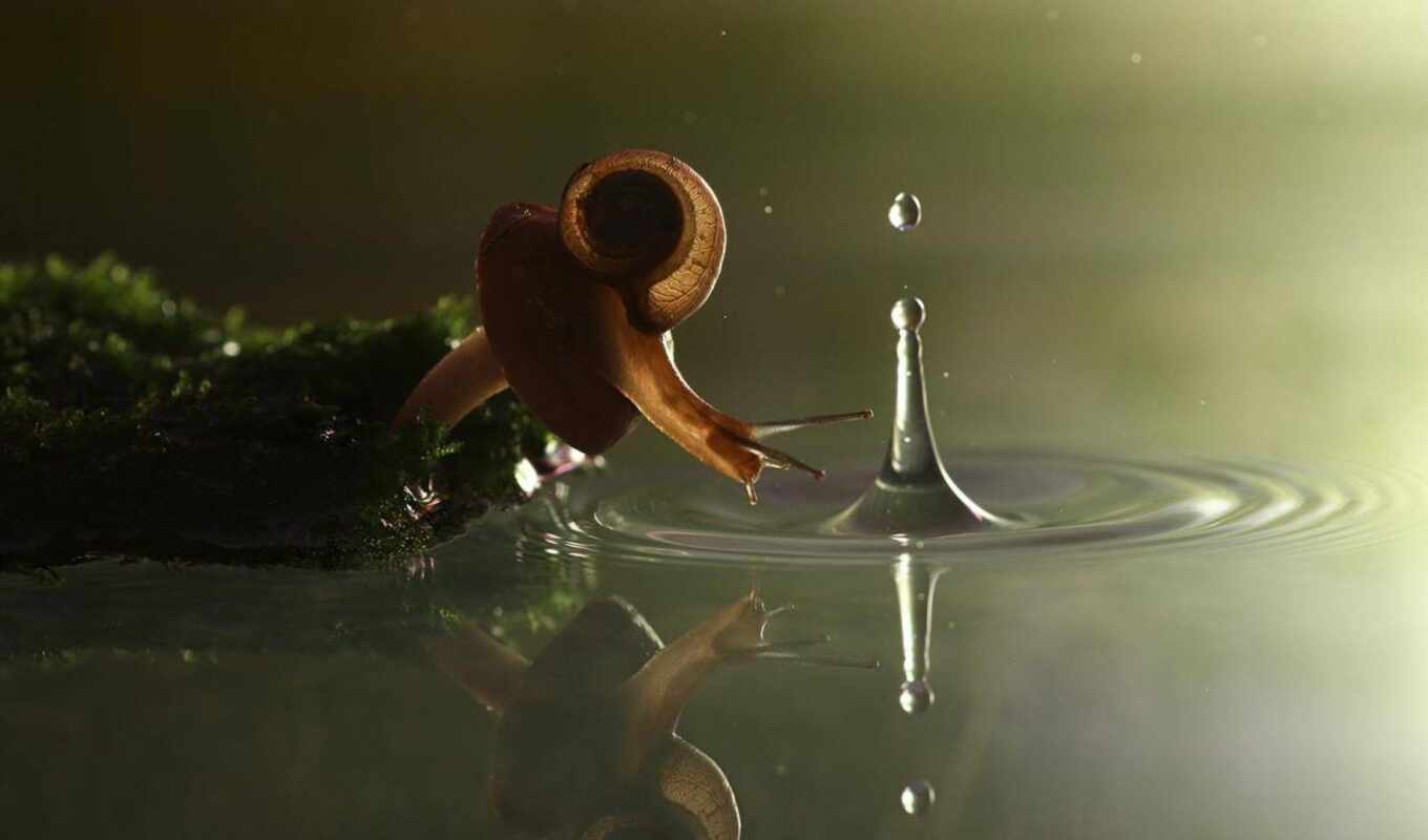 nature, drop, water, reflection, snail, splash, ripples