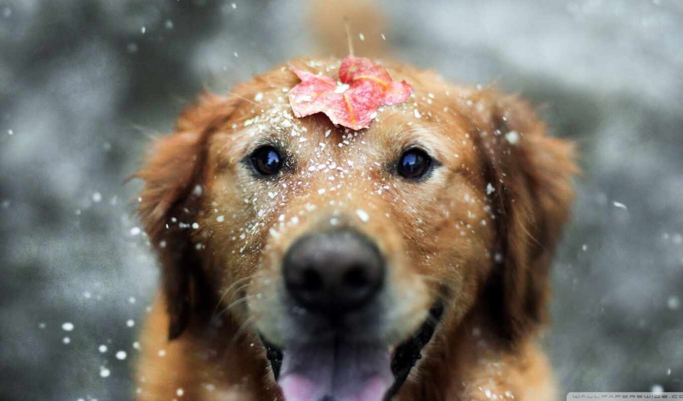 снег, собака, золотистый, щенок, animal, happy, retriever, leaf
