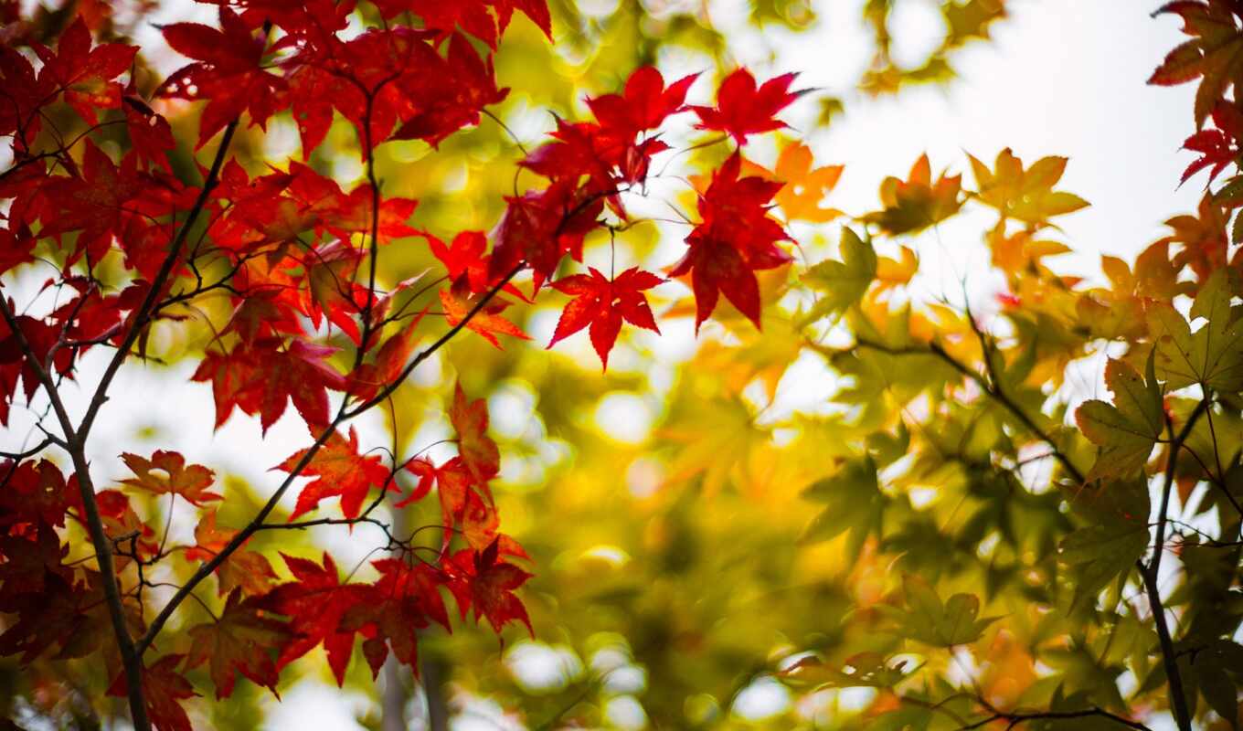 природа, дерево, листья, бесплатные, осень, зеленые, ветки, бордовые, кленовые, plantas
