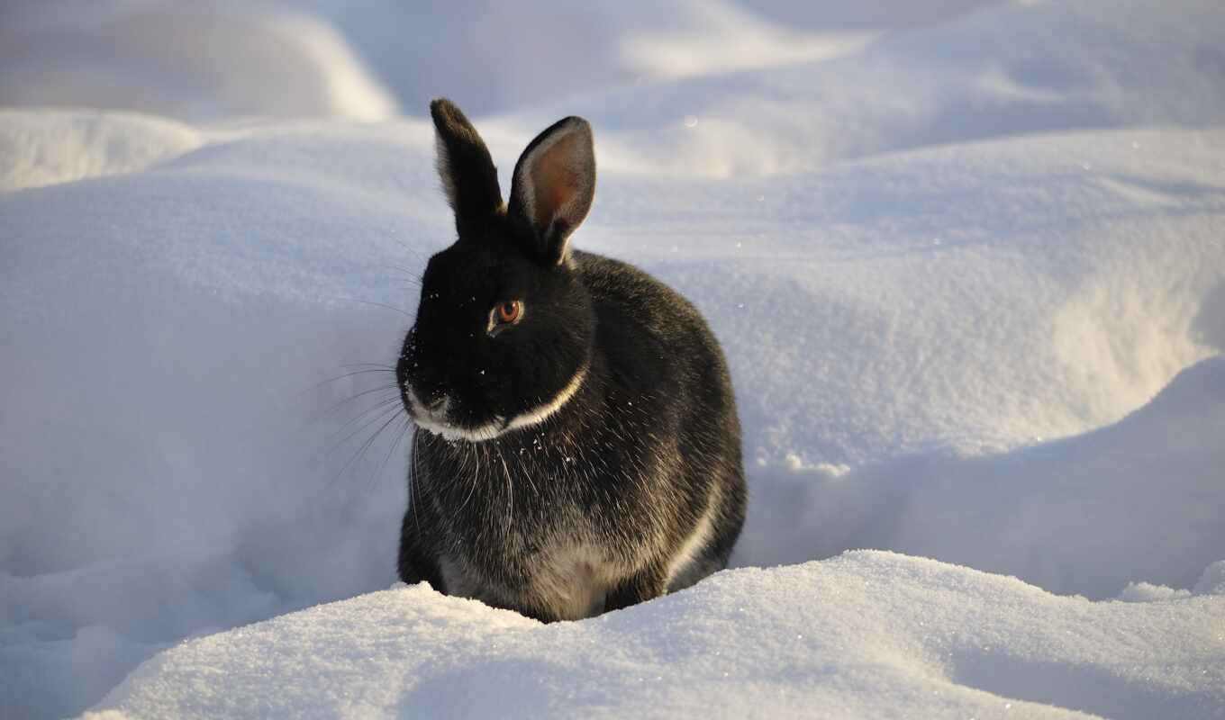 winter, van, rabbit, rabbits, in winter