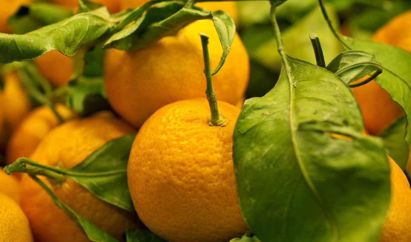 плод, tangerine