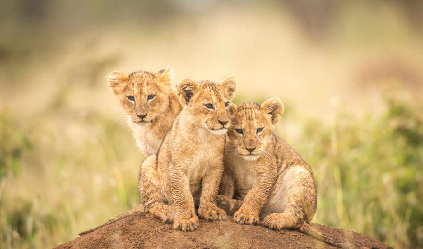 взгляд, lion, кот, три, котенок, малыш, красивый, hill, sit, львенок