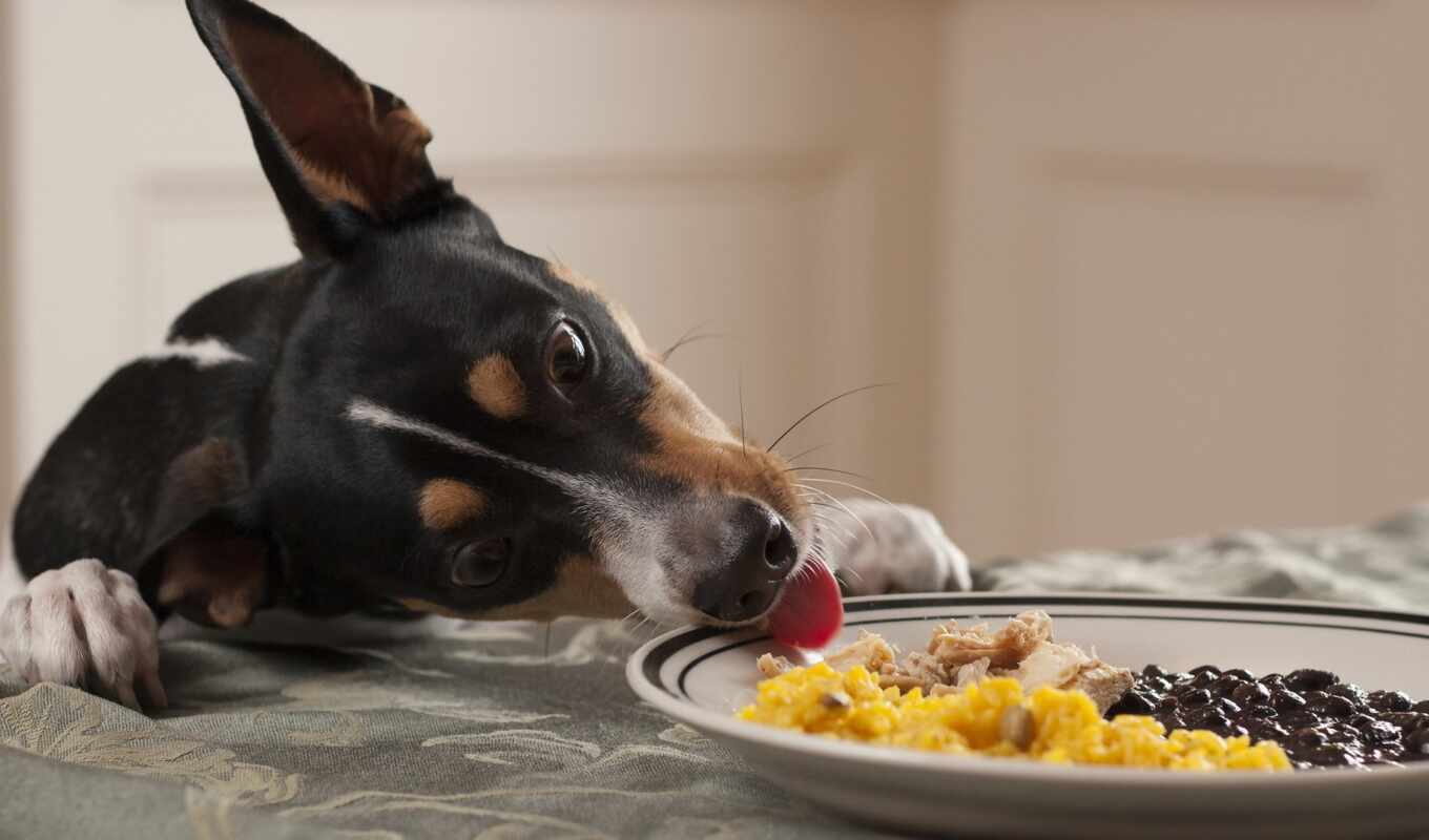 meal, dog, which, animal, fan, holiday, give, cereal, cane, possono