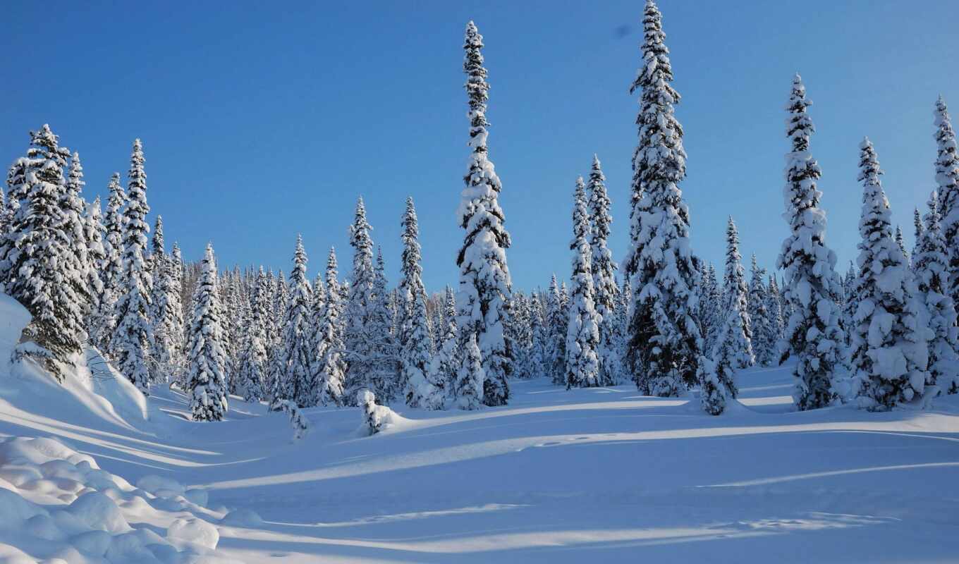 природа, небо, дерево, снег, winter, лес, human, resource, елка, reza, алипур