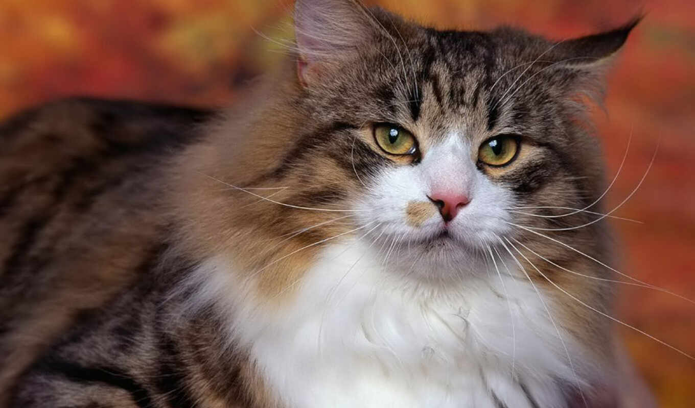 фотоаппарат, кот, looking, там, сидя, couch