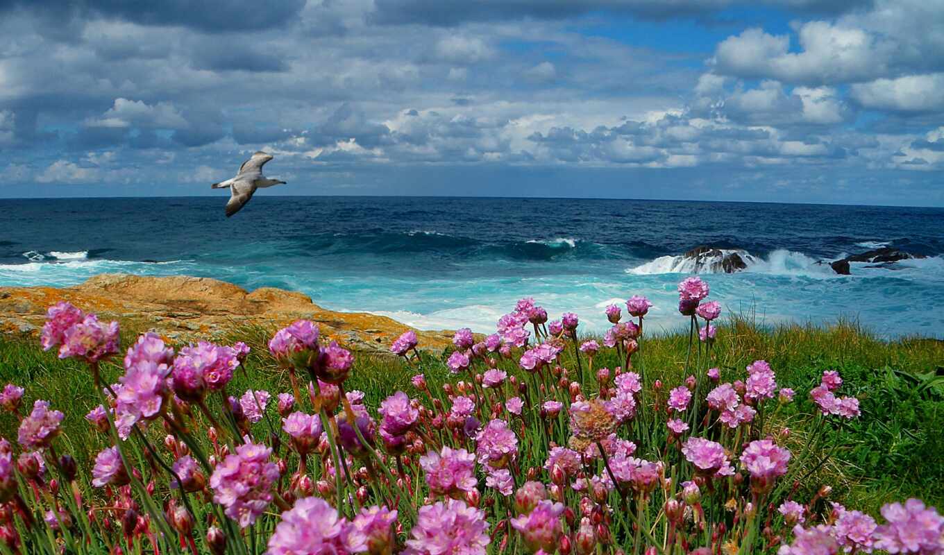 облака, небо, цветы, drop, iphone, пейзаж, море, чайка