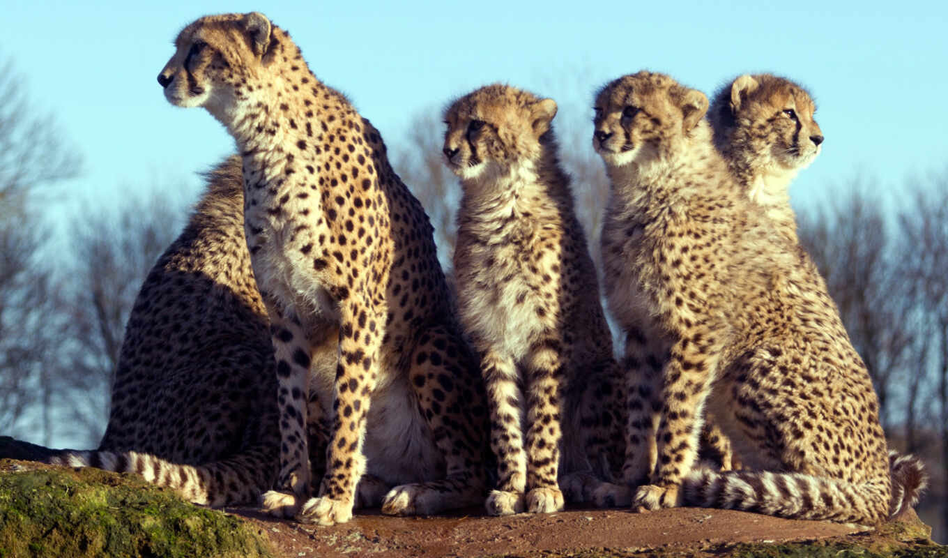 free, widescreen, animals, leopards, animal, mywallbook