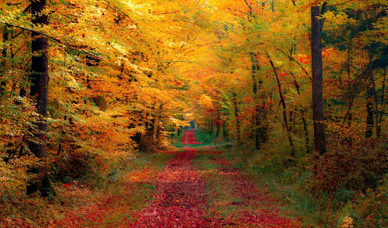 природа, лес, дорога, осень, красиво