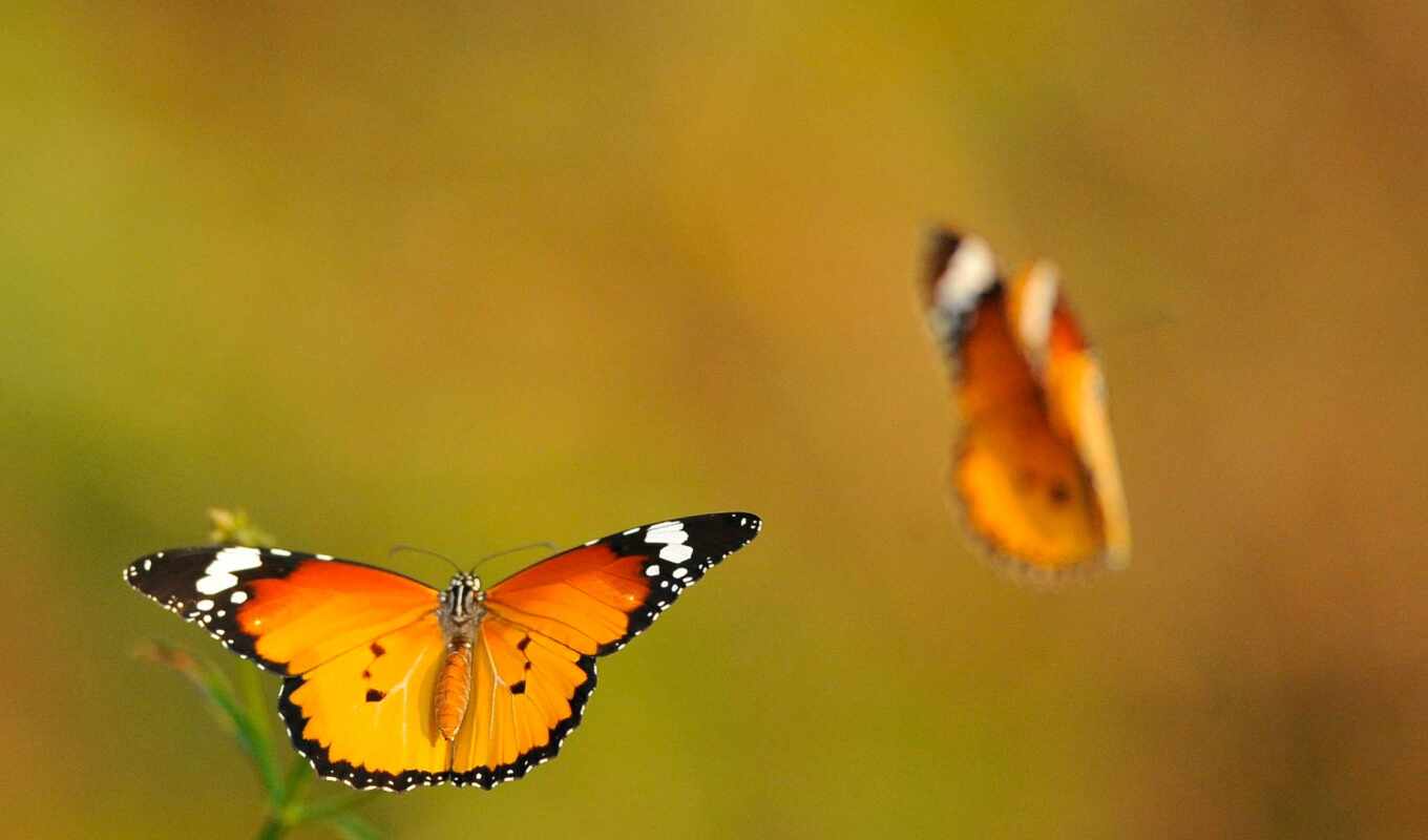 high, бабочка, пара, качество, оранжевый, butterflies