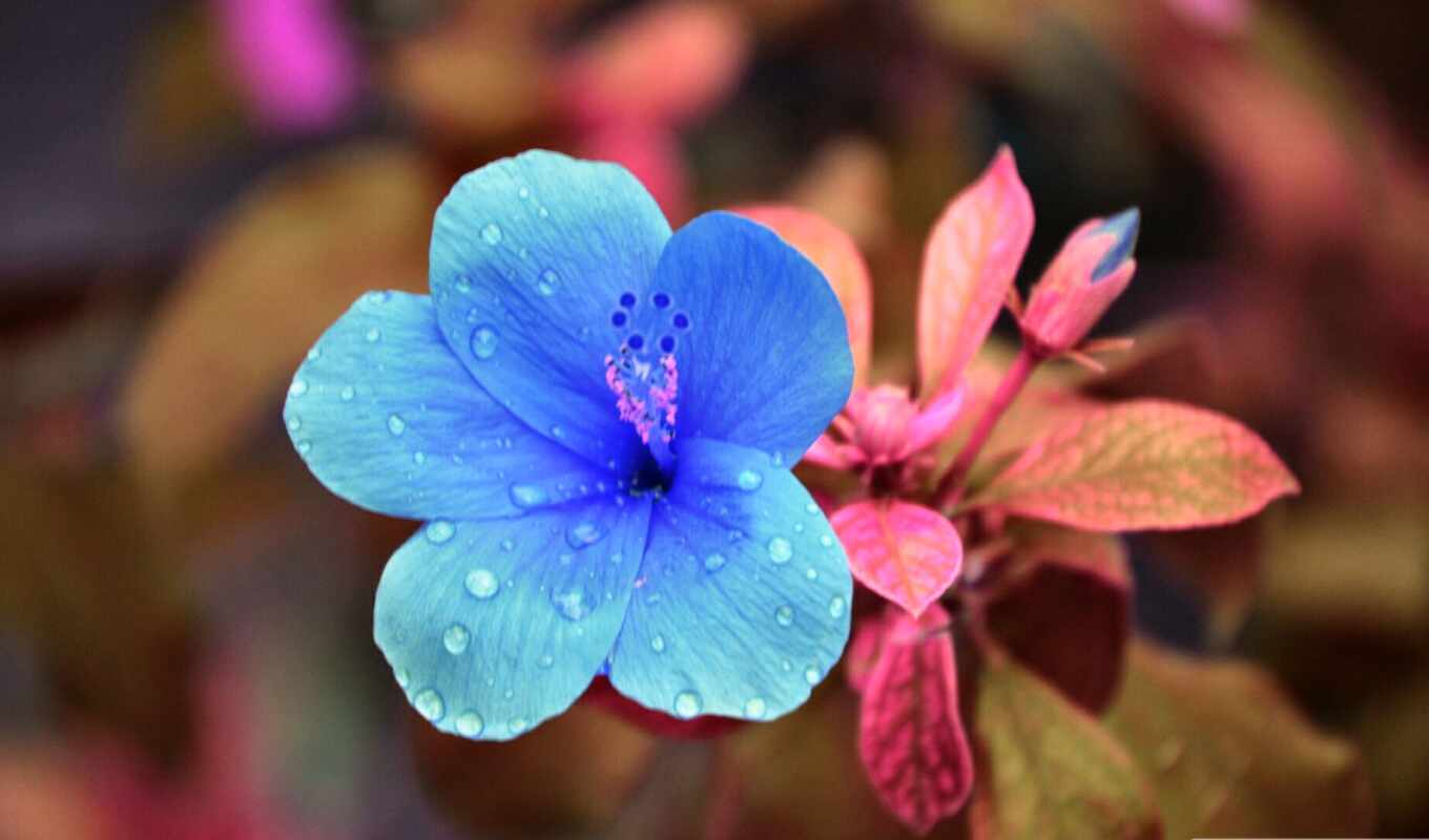 blue, purple, flower, pink, petal