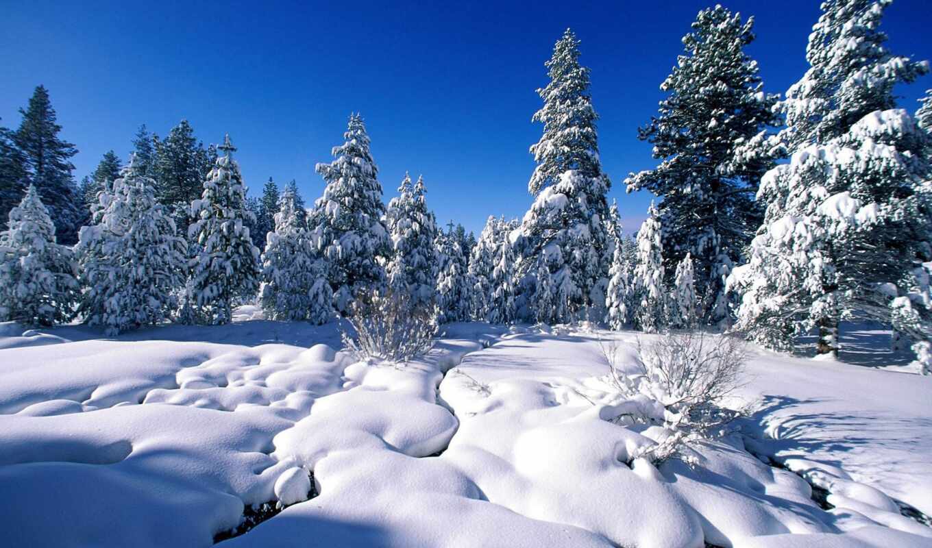 снег, winter, drift, trees, pine, prev