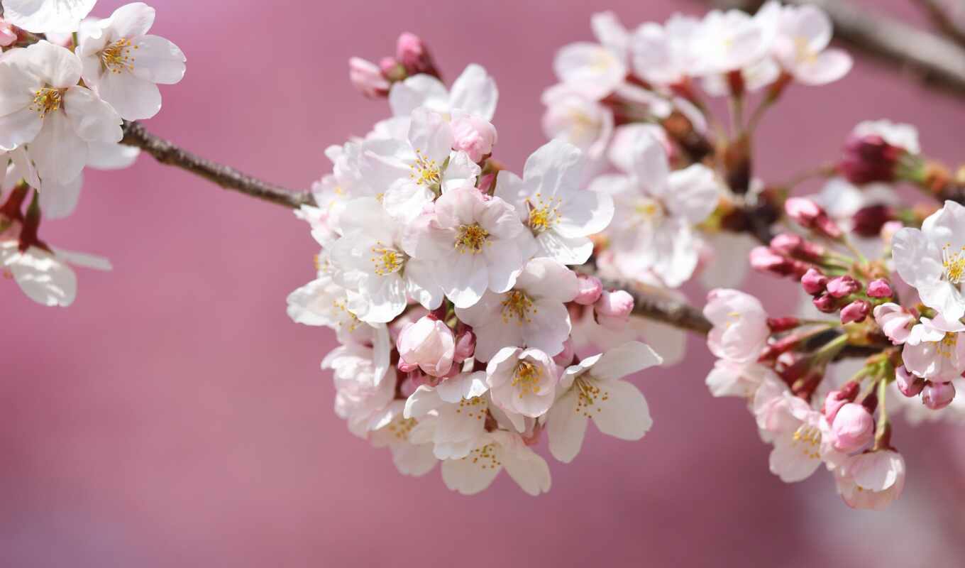 цветы, фон, Сакура, japanese, розовый, branch, весна, цветение, пушистик, flare, yablonya