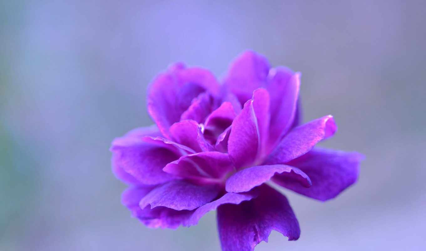 flowers, purple, heart, fond, petal, dew, youtube