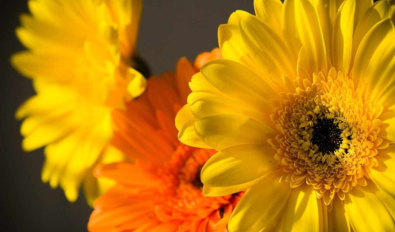 flowers, drop, sunflower, petal, orange, yellow, prince, similar, variety, makryi