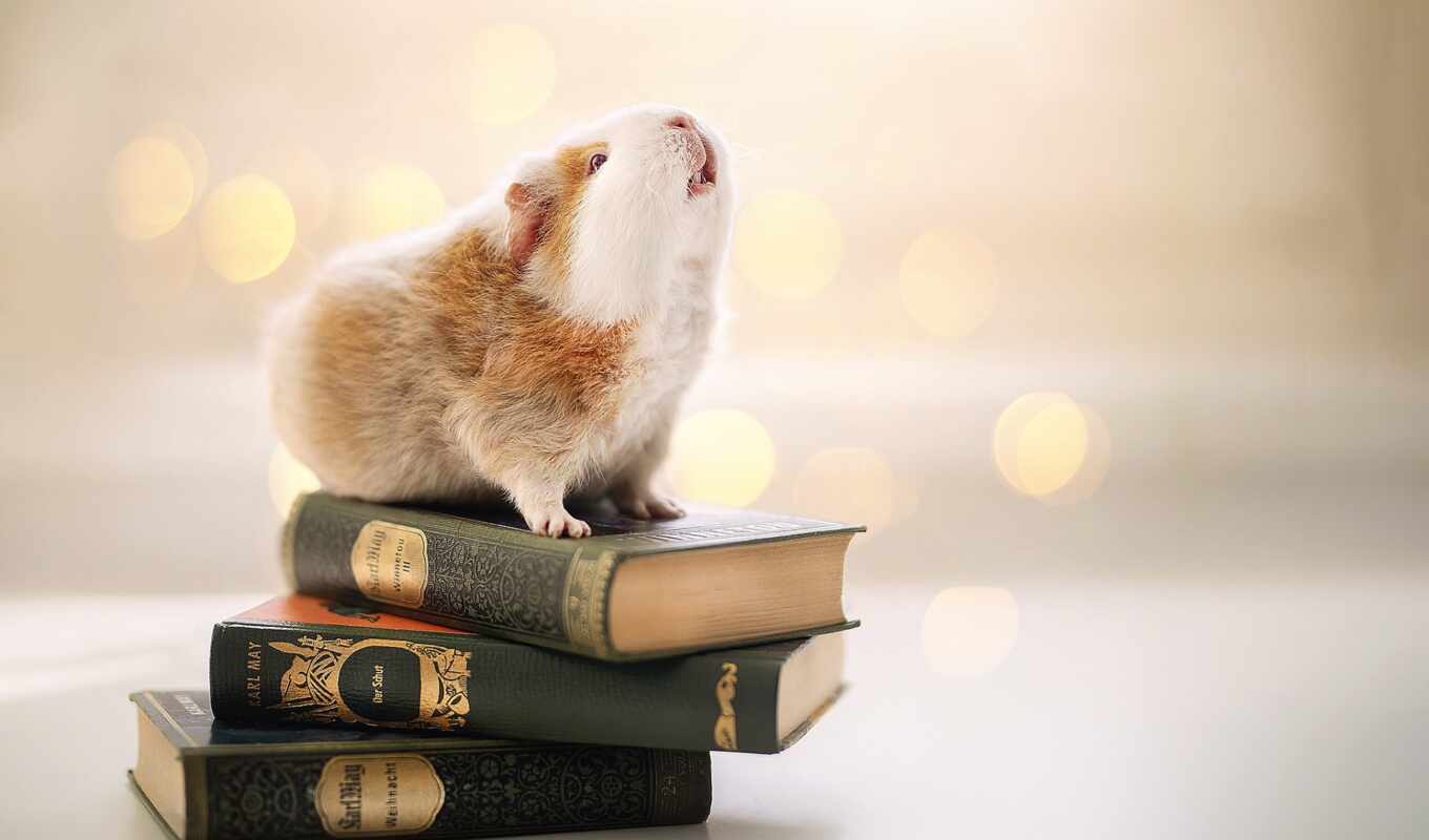 книга, cute, animal, размытость, education, свинья, свинка, guinea