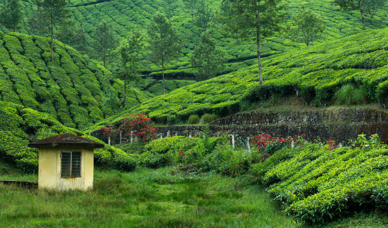 garden, чая, плантация, darjeele