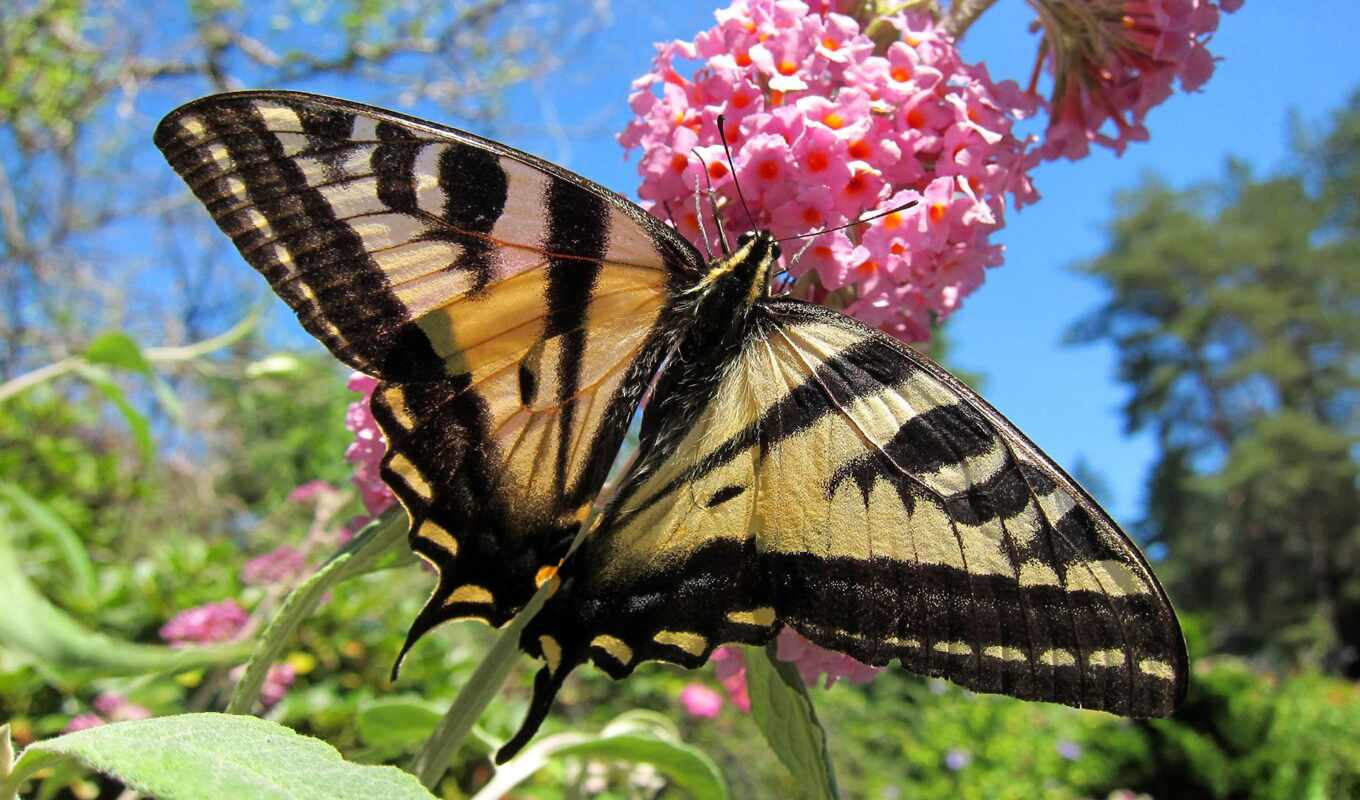 nature, butterfly, pic, tiger, swallowtail