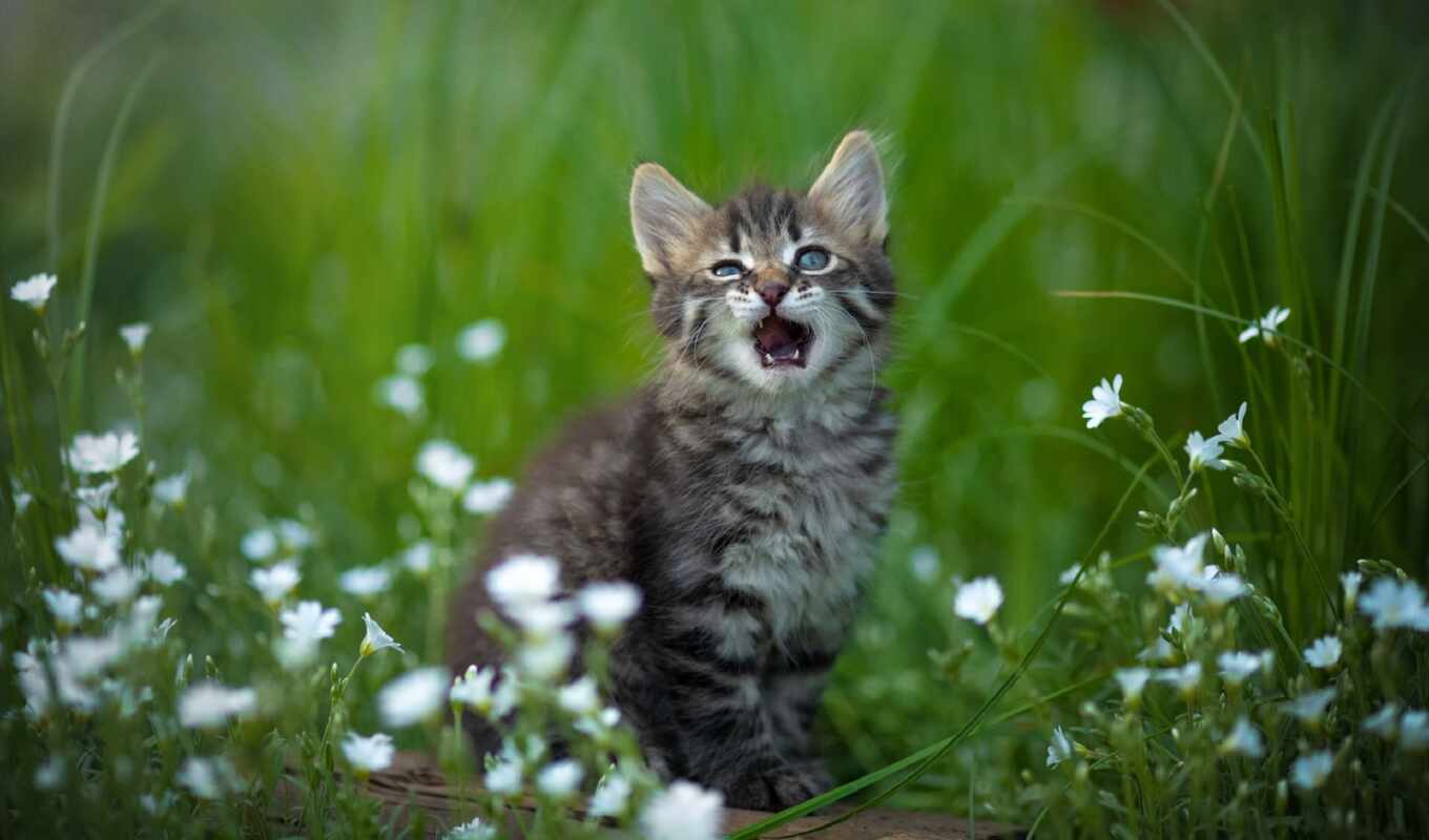 цветы, серый, кот, котенок