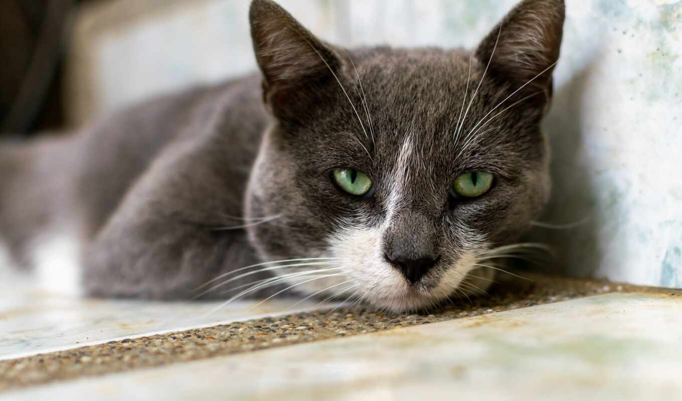 white, глаз, серый, кот