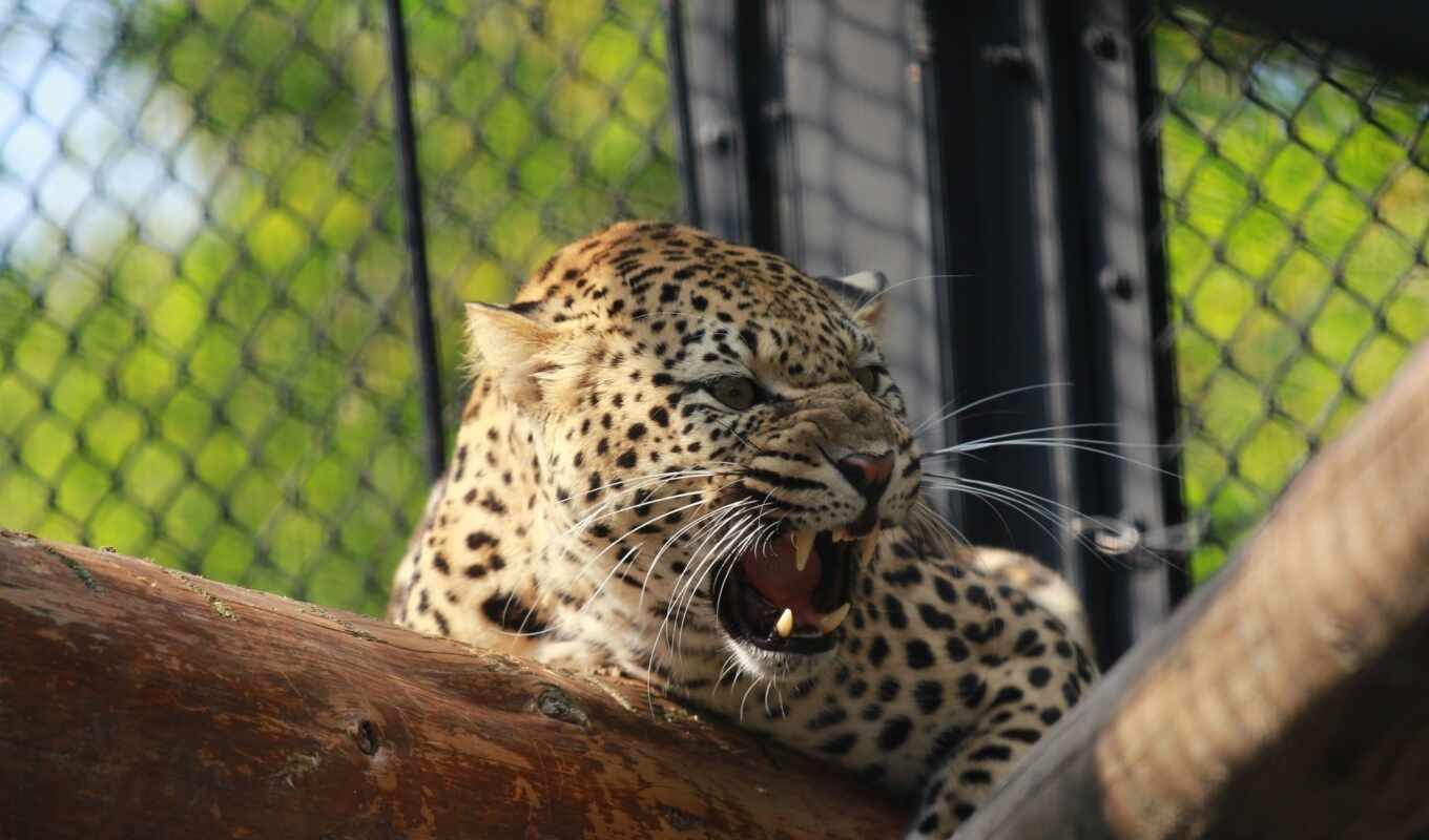 leopard, martha, wild, past, muzzle, cat, scale, predator