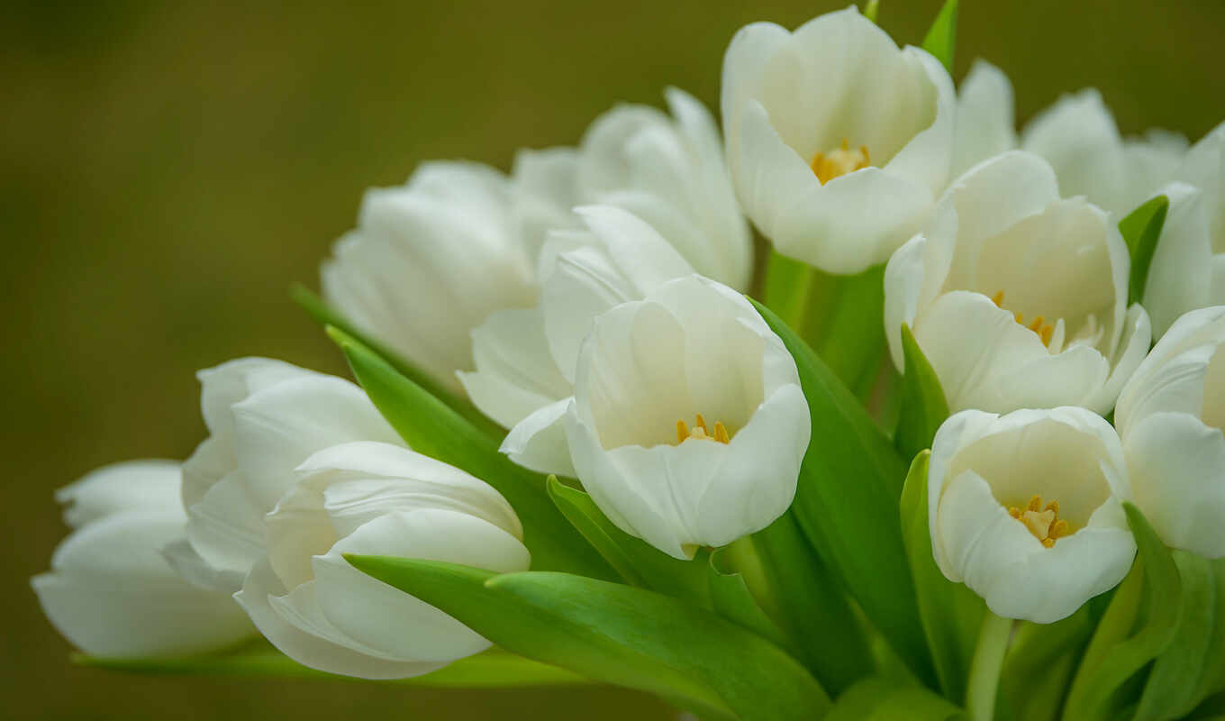 Белые тюльпаны на черном фоне