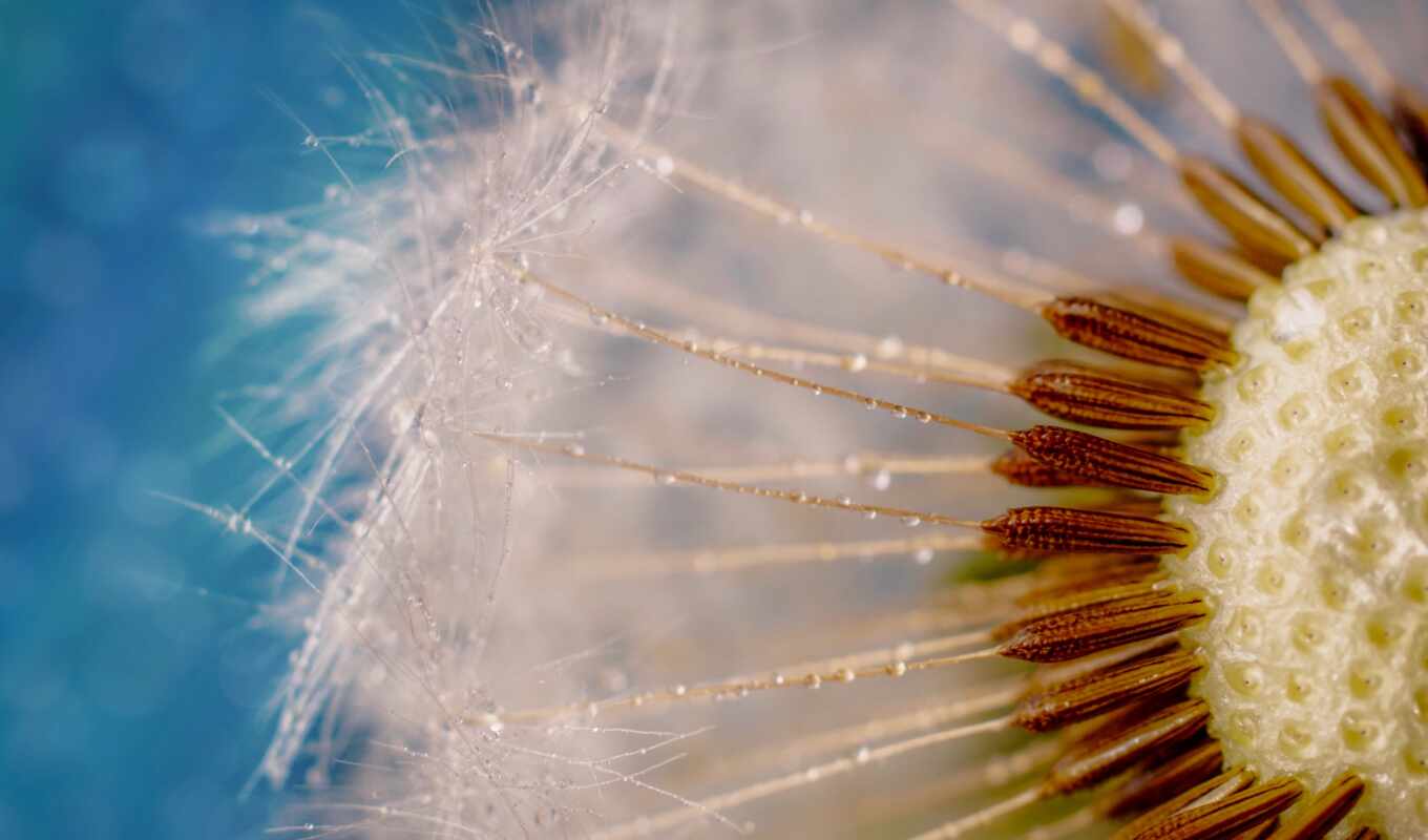 nature, photo, white, dandelion, seed, a feather, public, domain, proverbs