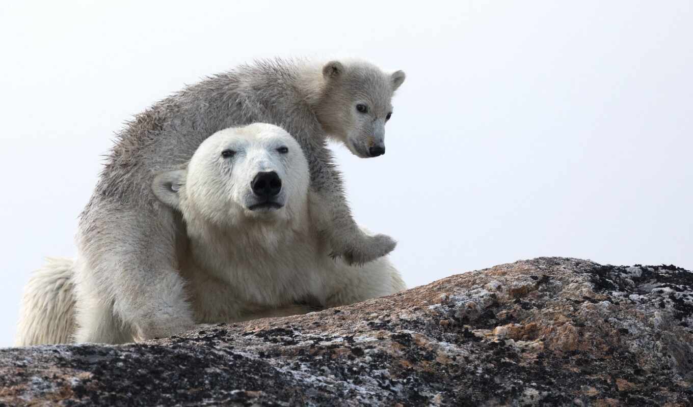 медведь, polar
