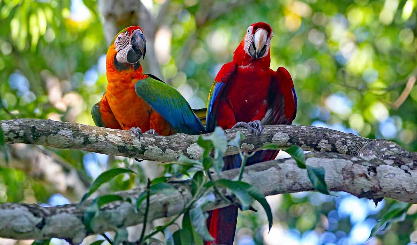 a parrot, branch, two, macaw, superb