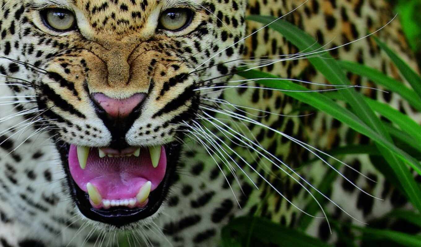 big, leopard, cats, leopards, fangs, zhivotnye, scale