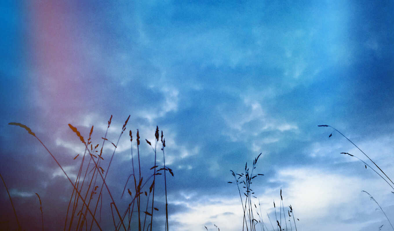 sky, grass, evening