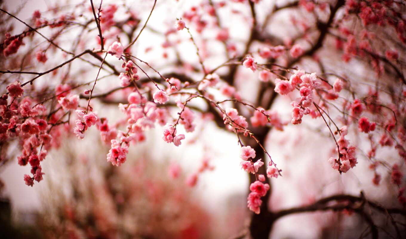 tree, Sakura, cherry, flowers, pink, bokeh, spring, color, cvety, blooming