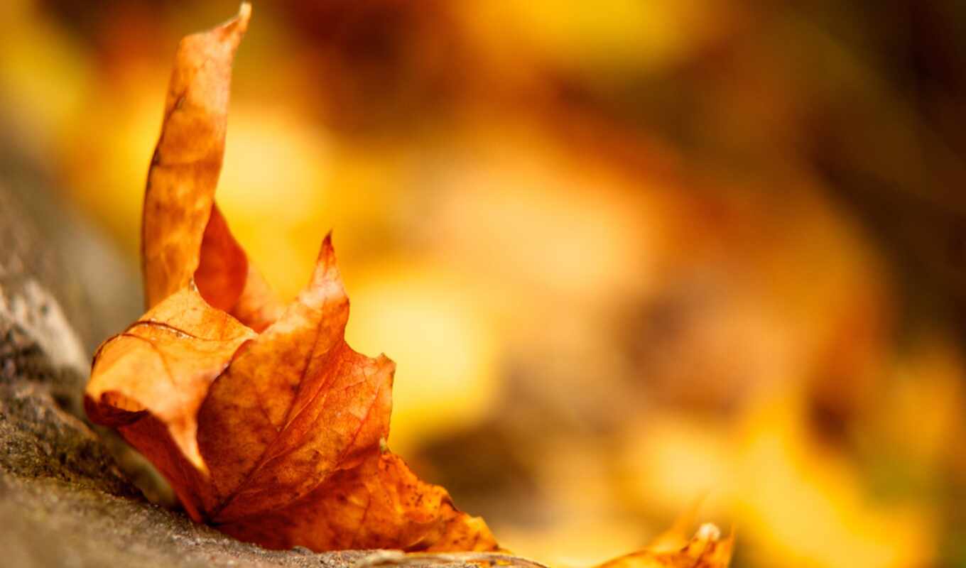 природа, телефон, лист, картинку, осень, листва, maple, everything, осенью