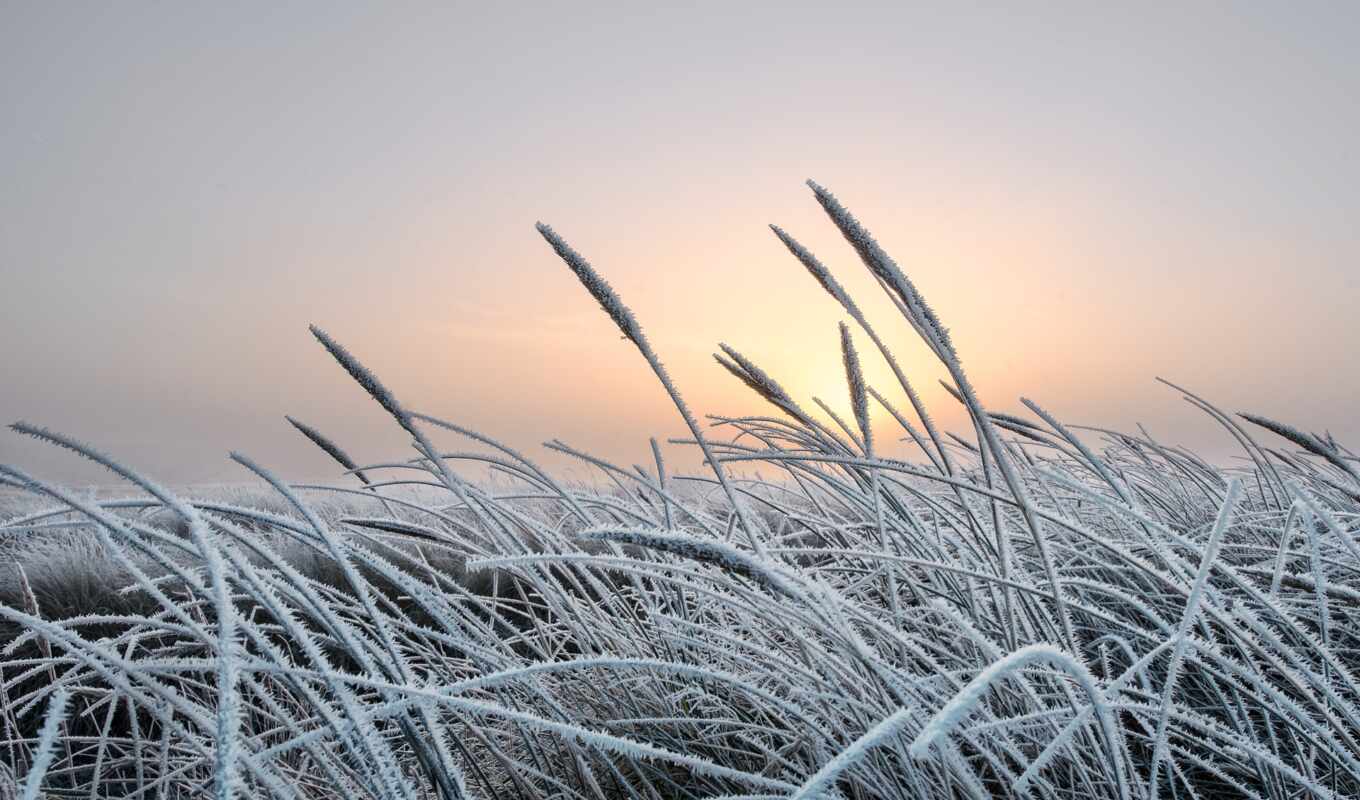 yours, picture, grass, winter, add, the original, Voronezh, choose