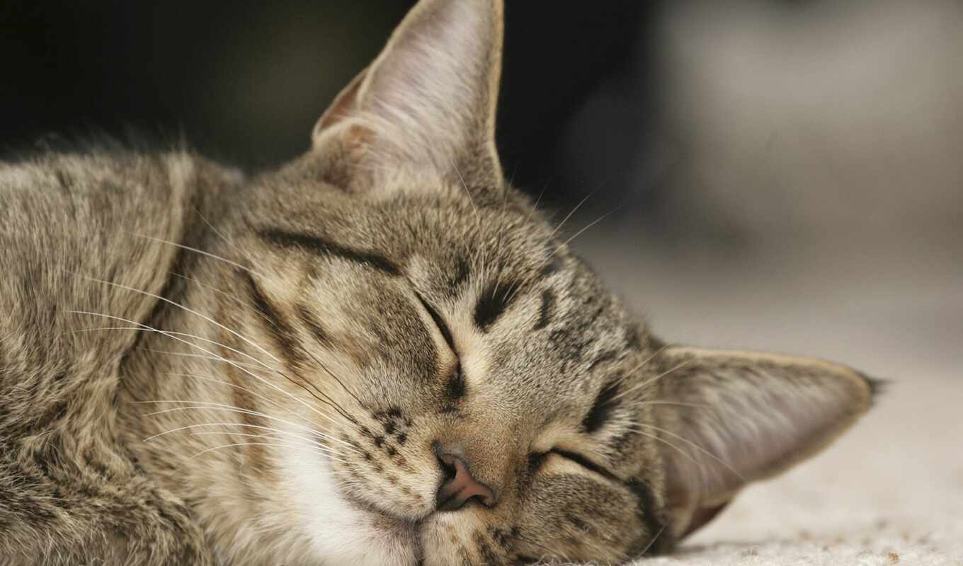 love, ночь, кот, котенок, спать, сладкое, спокойствие, postcard
