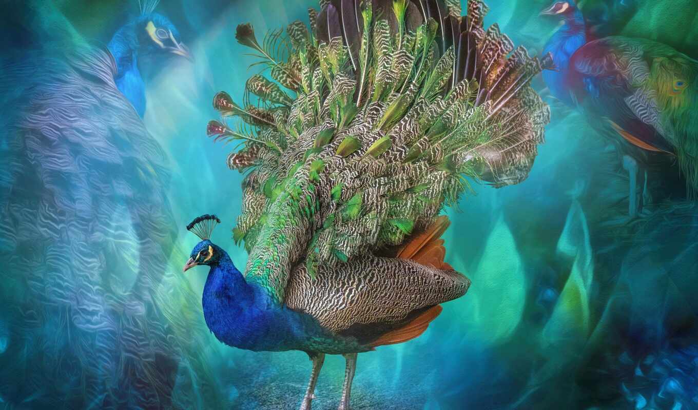 home, fond, птица, перо, перышко, павлина, peacock, paon