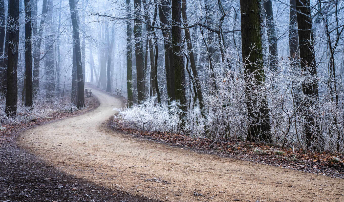 frost, winter, path, fore