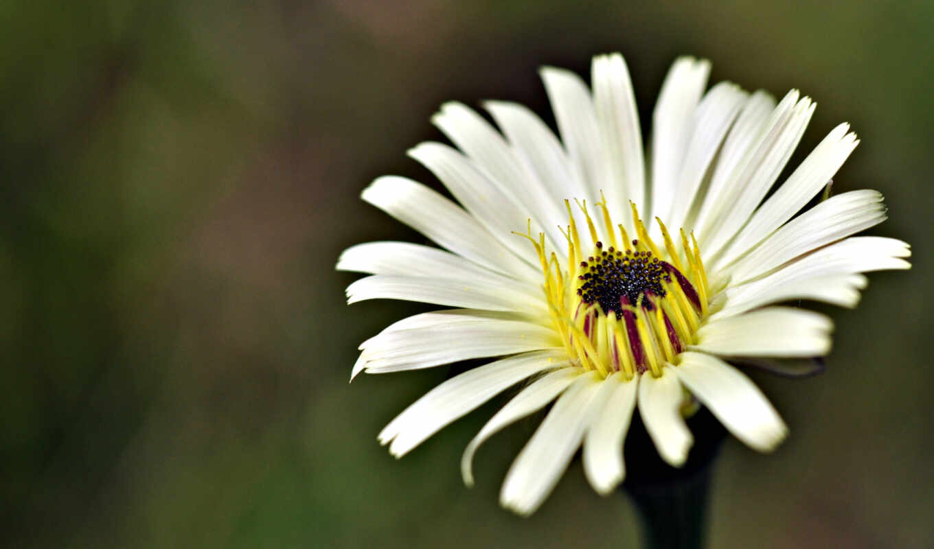 flowers, white, yellow, chamomile, middle