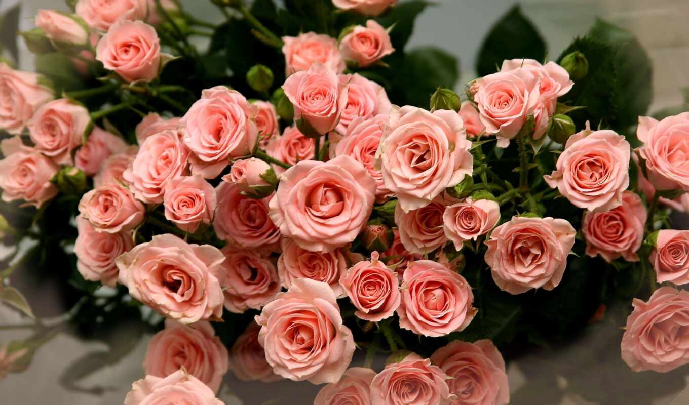 красивых, красивые, розы, розовые, букет, букеты, cvety, роз, цветов, букетов, букета