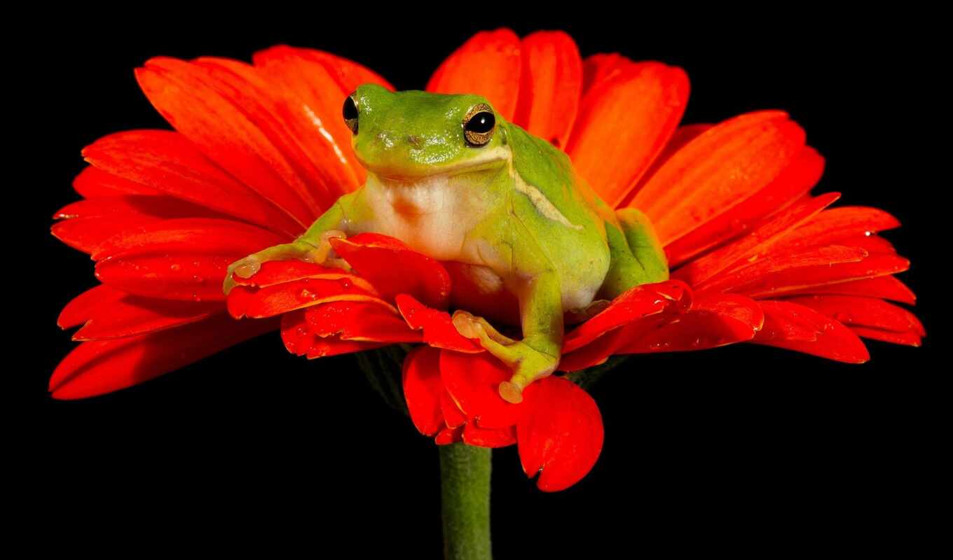 nature, flowers, picture, frog, gerbera, frogs