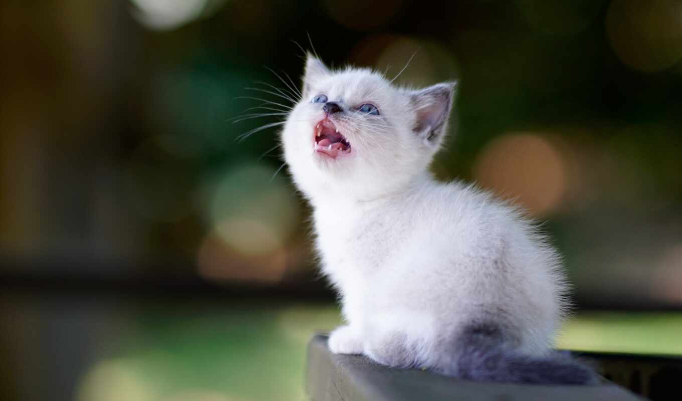 white, cat, kitty, animal, screen, white, gatito, cat