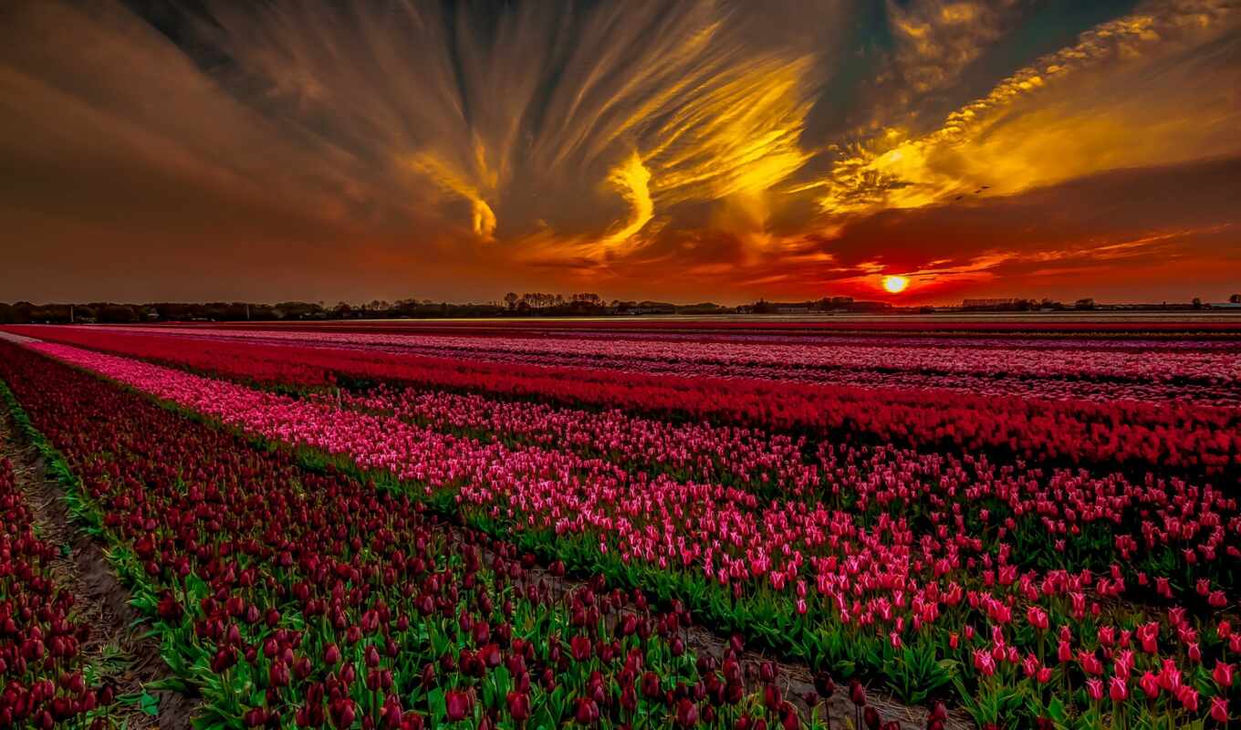 природа, цветы, закат, поле, облако, тюльпан, bir, engin